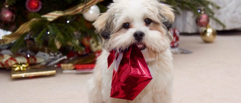¿Piensas regalar un perrito en esta Navidad? Estas son las razas no recomendadas