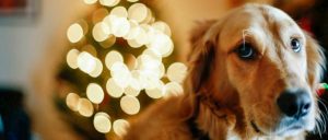 ¿Cómo proteger a tus mascotas durante el Año nuevo?