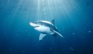 ¿Qué? Este hombre intenta agarrar un tiburón con sus propias manos