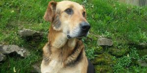 Conoce a Sir Perro, la historia que conmueve en redes sociales