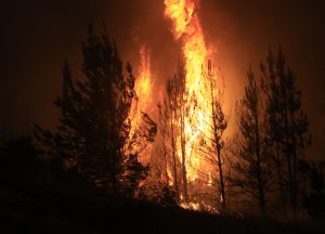 10 mitos y verdades sobre los incendios forestales