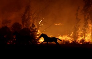 Conoce el refugio de emergencia para animales mayores en Doñihue