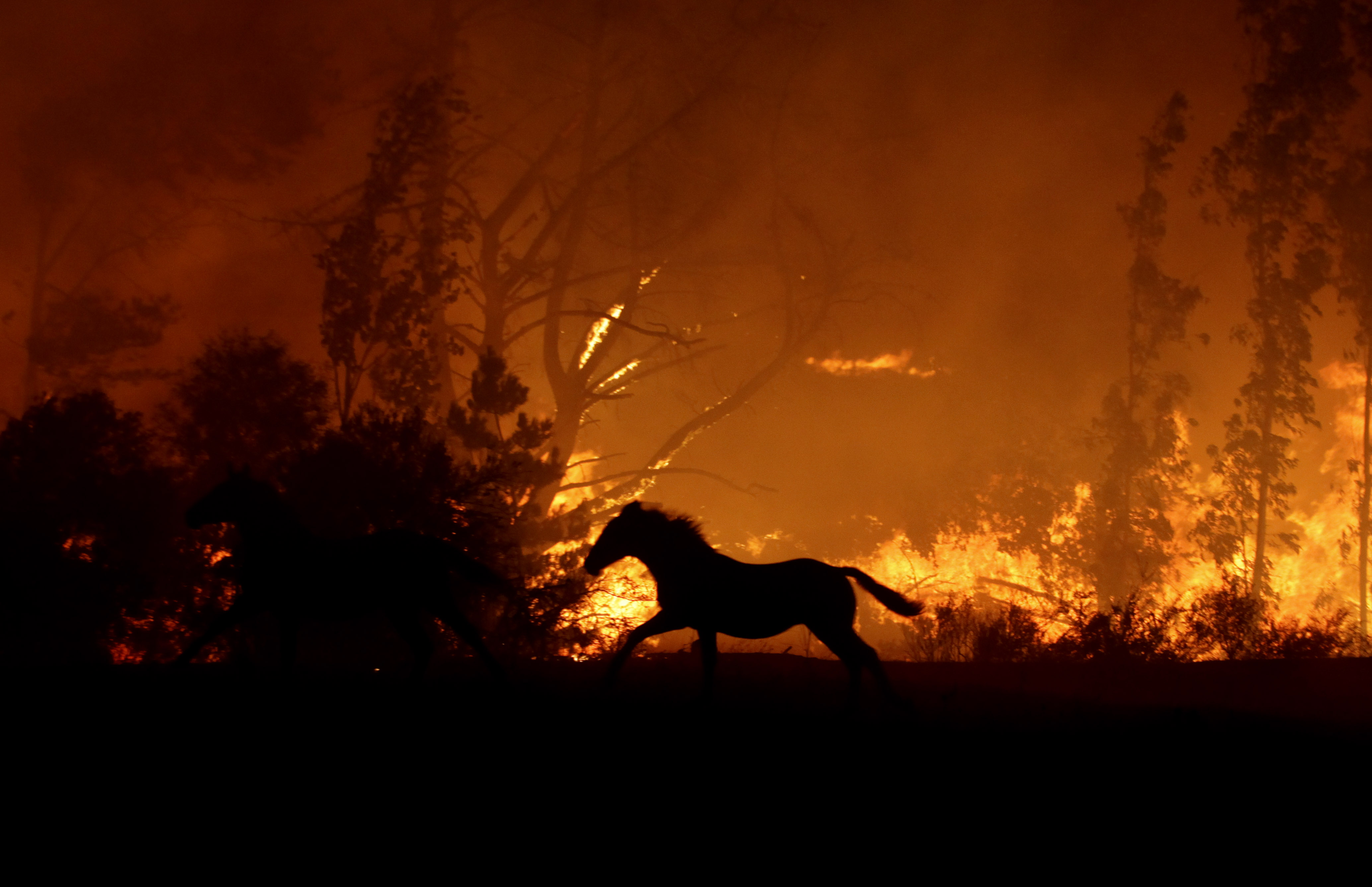 Conoce el refugio de emergencia para animales mayores en Doñihue
