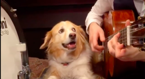 ¡Aww, morimos de ternura! Este perro tocando la batería junto a su dueño es lo más tierno que verás