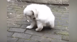 ¡Awww! Mira cómo este tierno perro persigue su cola