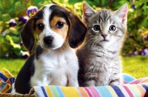 Perros versus gatos: ¿qué te dirían si pudiesen hablar?
