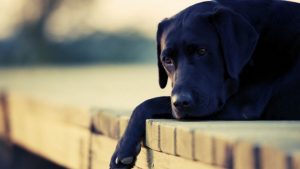 Ciudad argentina descontará impuestos a personas que adopten perros abandonados