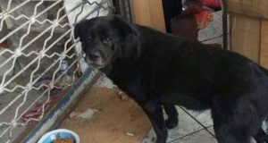 Habló la mujer que golpeó con un palo a perro de la calle