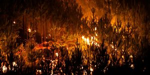 ¡Ten precaución! Estas son las zonas de incendios forestales que están en alerta en nuestro país