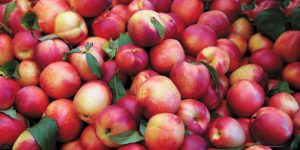 Los beneficios de los nectarines, primos de los duraznos