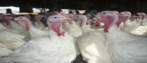 #FMDOSTeInforma: Detectan foco de gripe aviar en planta de Sopraval