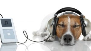 Descubre cuál es la música favorita de los perros