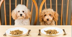 ¡7 razones científicas para tener un perro en casa!