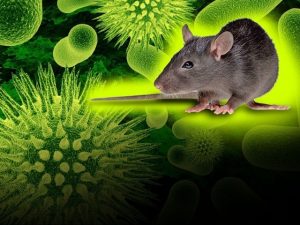 Dos jóvenes se encuentran graves por contagio de virus Hanta