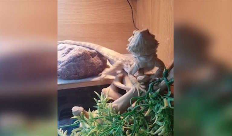 El divertido saludo de un lagarto que se volvió viral en redes sociales