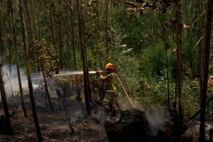 Campaña del banano, la nueva iniciativa de Cathy Barriga para ayudar a los afectados por los incendios