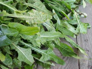 ¡Vivan las verduras! Descubre los beneficios de la achicoria