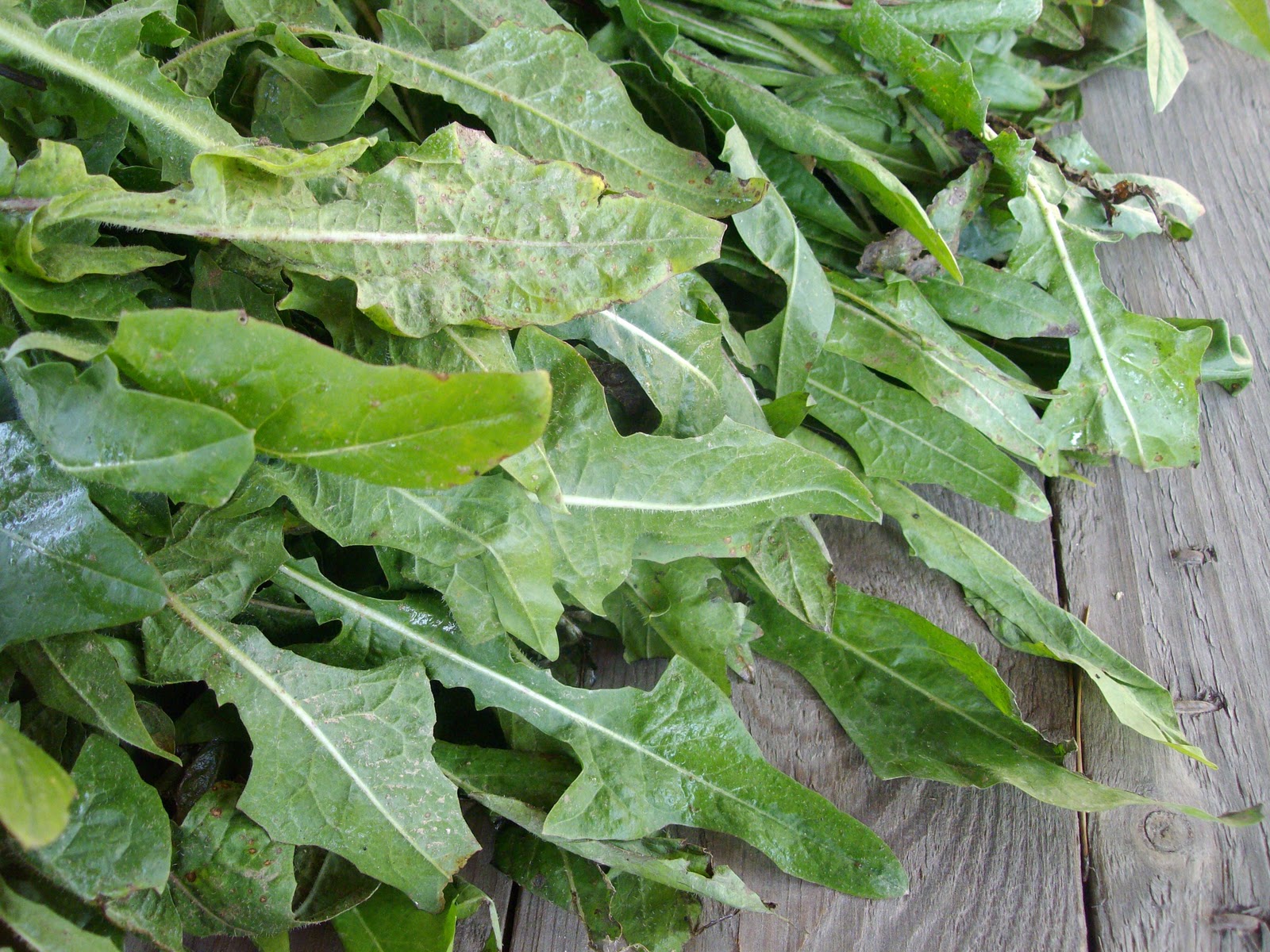 ¡Vivan las verduras! Descubre los beneficios de la achicoria