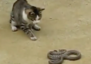 Mira la increíble pelea entre un gato y una serpiente