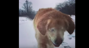 Este tierno perro es ciego y tienes que ver su reacción al escuchar la voz de su dueña