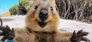 ¡Para morir de la risa! Conoce al animal más feliz del mundo