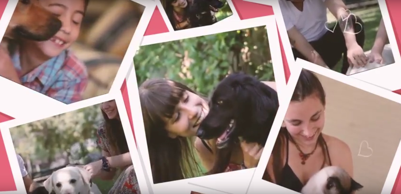 Chilenos crean aplicación que premia la tenencia responsable de mascotas