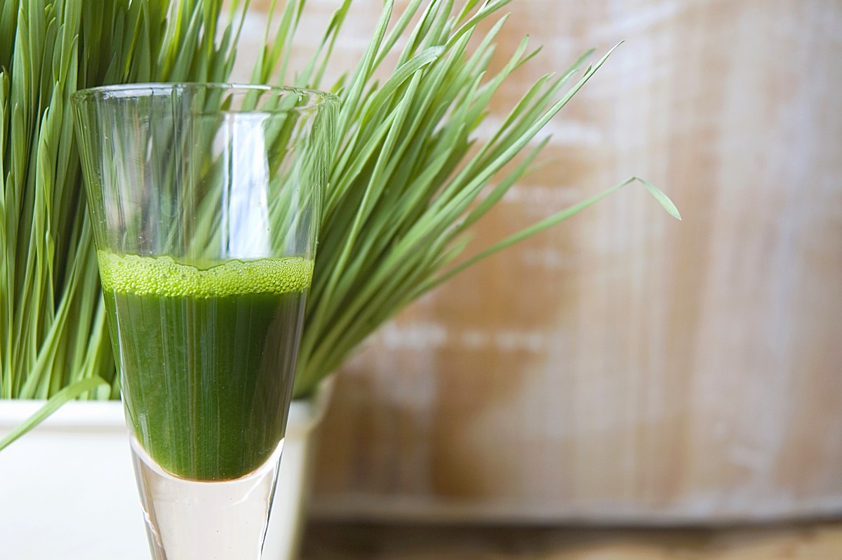 Wheatgrass, el popular pasto de trigo que todos quieren consumir