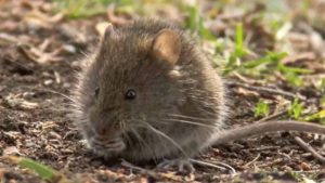 Datos y consejos para prevenir el virus Hanta