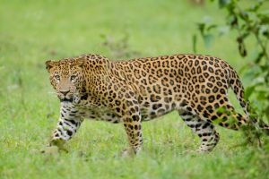 ¡Terrible! Famoso actor fue atacado por un leopardo