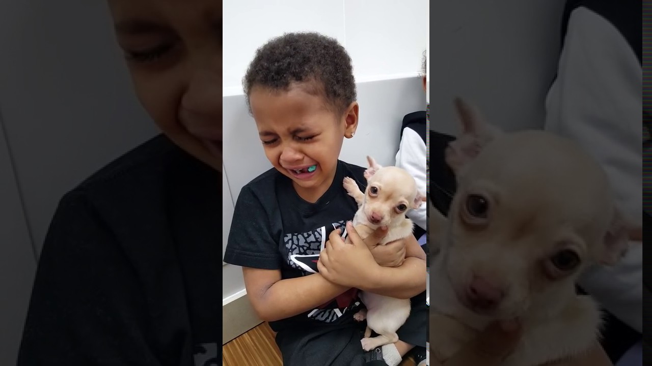Este niño llora desconsolado por su mascota