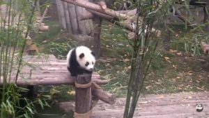 ¡Aww! Mira la tierna reacción de este panda con su cuidador