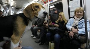 Metro argentino se vuelve pet friendly: Mascotas podrán subir a sus vagones