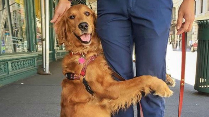 ¡Awww! Este es el perro que todos sueñan con tener