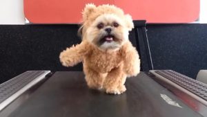 Disfrazan a un perro de oso y es lo más adorable que verás