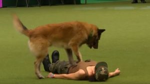 Este video muestra los increíbles primeros auxilios de un perro a su dueña