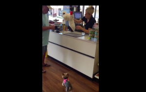 Mira la tierna reacción de este perro cuando le regalan un peluche