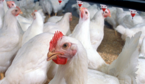 Conoce al pollo gigante que es fenómeno en redes sociales