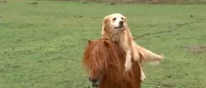 La amistad entre este pony y un perro es sorprendente