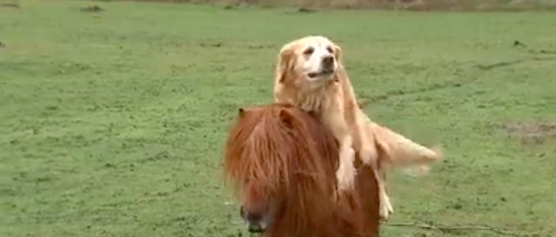 La amistad entre un pony perro