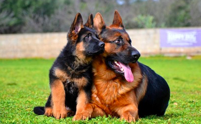 ¡Aww! Mira la tierna reacción de esta pareja de perros tras convertirse en padres