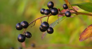 Recetas con maqui: Deliciosas opciones para que lo incluyas en tu dieta