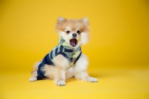 ¡Morimos de risa! Fotógrafo retrata las mejores muecas de perros