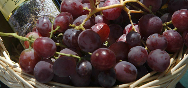 Uva en la vendimia de Curicó