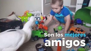 ¡Aww! Mira la tierna amistad entre un pato y un bebé
