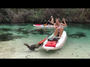 ¡Se pasó! Mira la reacción de este mapache al ver a una mujer