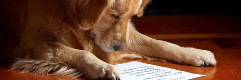 ¡Confirmado! Las mascotas ayudan a desarrollar inteligencia en niños de 7 años