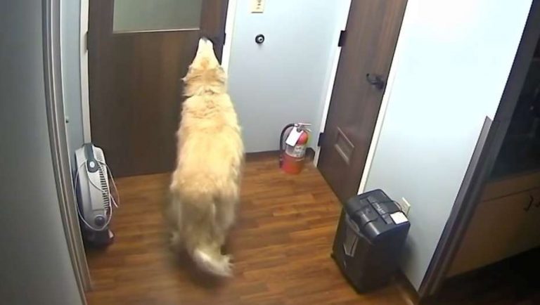 Mira cómo este perro logra escapar de un hotel para mascotas