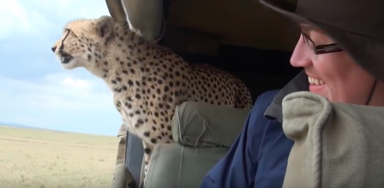 ¡Qué miedo! Este leopardo se metió en el auto de unos turistas