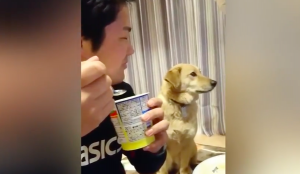 ¡Pobre! Mira la reacción de este perro al ver a su dueño comer un yogurt