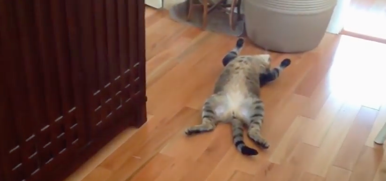 ¡Qué risa! Este gato se hace el muerto y revoluciona las redes sociales